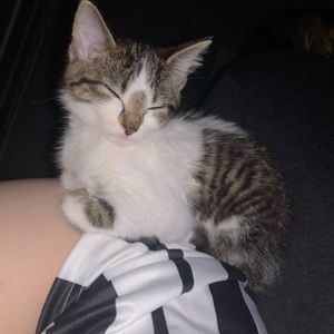 Meet your Posher, Zylia